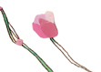 チューリップ